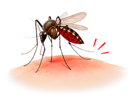 Insect Bites